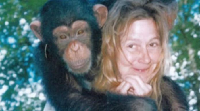 Sandra je godinama gajila šimpanzu i spavala sa njom, ne sluteći šta će je snaći: Taj užas potresao je ceo svet