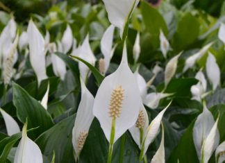 Samo jedna kasika i Spathiphyllum nevjerovatno ce cvjetati!!