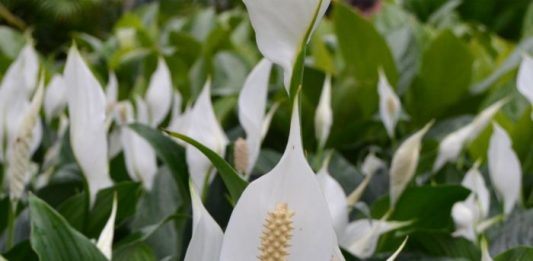 Samo jedna kasika i Spathiphyllum nevjerovatno ce cvjetati!!