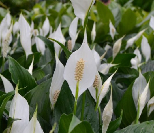Samo jedna kasika i Spathiphyllum nevjerovatno ce cvjetati!!