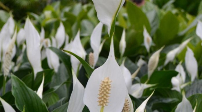 Samo jedna kasika i Spathiphyllum nevjerovatno ce cvjetati!!