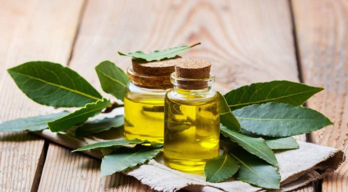 Kako napraviti ulje lovora i zašto je to skriveni lijek za bol i upalu