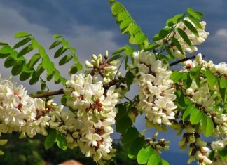 OVO DRVO DONOSI NESREĆU: KO MU POLOMI GRANU UMIRE ZA MANJE OD GODINU DANA..