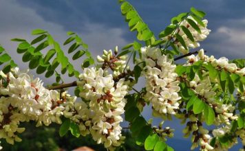 OVO DRVO DONOSI NESREĆU: KO MU POLOMI GRANU UMIRE ZA MANJE OD GODINU DANA..