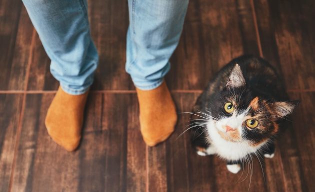 ZAŠTO MAČKA PRATI VLASNIKA U STOPU: Ako ide s vama čak i u WC, EVO ŠTA VAM PORUČUJUE