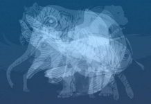 Životinja koju prvu vidite na slici otkrit će do gole kože vaš karakter: Jeste li spremni?