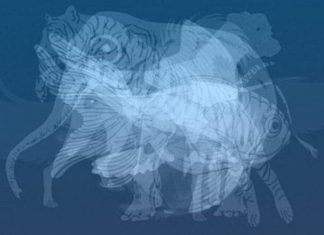 Životinja koju prvu vidite na slici otkrit će do gole kože vaš karakter: Jeste li spremni?