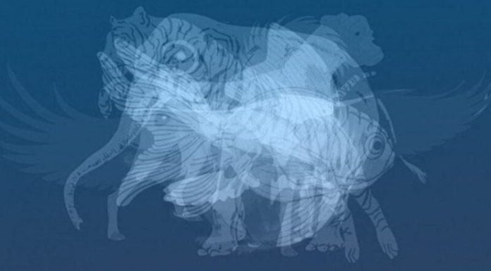 Životinja koju prvu vidite na slici otkrit će do gole kože vaš karakter: Jeste li spremni?