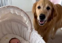 Priča o neustrašivom čuvaru