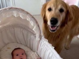 Priča o neustrašivom čuvaru