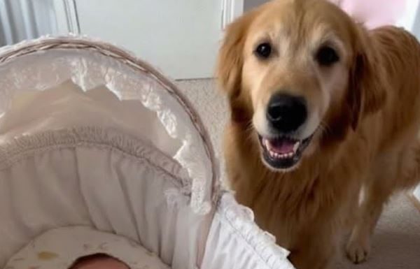 Priča o neustrašivom čuvaru