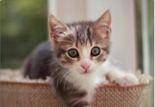 Šta znači kada tuđa mačka dođe na vaša vrata: Veruje se da jedan znak nikako ne treba ignorisati, može doneti nesreću