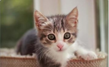 Šta znači kada tuđa mačka dođe na vaša vrata: Veruje se da jedan znak nikako ne treba ignorisati, može doneti nesreću