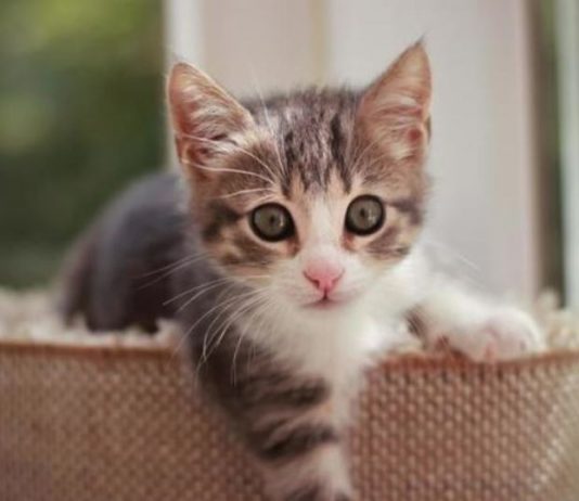 Šta znači kada tuđa mačka dođe na vaša vrata: Veruje se da jedan znak nikako ne treba ignorisati, može doneti nesreću