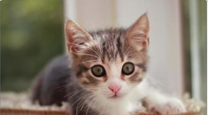 Šta znači kada tuđa mačka dođe na vaša vrata: Veruje se da jedan znak nikako ne treba ignorisati, može doneti nesreću