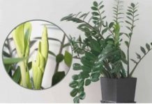 Samo 3 supene kašike i zamiokulkas ćedati PUNO novih listova!