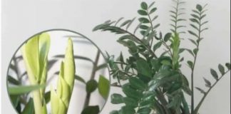 Samo 3 supene kašike i zamiokulkas ćedati PUNO novih listova!