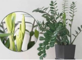 Samo 3 supene kašike i zamiokulkas ćedati PUNO novih listova!