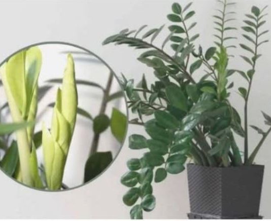 Samo 3 supene kašike i zamiokulkas ćedati PUNO novih listova!