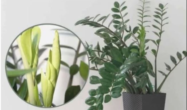 Samo 3 supene kašike i zamiokulkas ćedati PUNO novih listova!