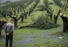 Komšija mu je iz zavisti posekao ceo voćnjak tokom noći: Ujutru je na svom pragu zatekao gajbu punu voća i poruku koja ga je postidela do suza