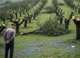 Komšija mu je iz zavisti posekao ceo voćnjak tokom noći: Ujutru je na svom pragu zatekao gajbu punu voća i poruku koja ga je postidela do suza