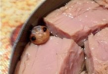 “Konzerva Tunine sa Neobičnim Sadržajem: Žena je Planirala Salatu, a Pronašla… Nešto Naočigled Nemoguće!”