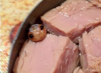 “Konzerva Tunine sa Neobičnim Sadržajem: Žena je Planirala Salatu, a Pronašla… Nešto Naočigled Nemoguće!”