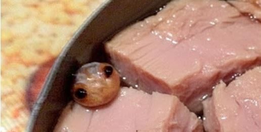 “Konzerva Tunine sa Neobičnim Sadržajem: Žena je Planirala Salatu, a Pronašla… Nešto Naočigled Nemoguće!”