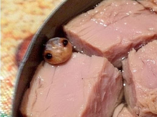 “Konzerva Tunine sa Neobičnim Sadržajem: Žena je Planirala Salatu, a Pronašla… Nešto Naočigled Nemoguće!”