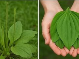 OVA BILJKA LIJEČI SVE od glave do pete. Raste svuda oko nas!