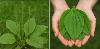 OVA BILJKA LIJEČI SVE od glave do pete. Raste svuda oko nas!