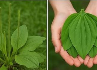 OVA BILJKA LIJEČI SVE od glave do pete. Raste svuda oko nas!