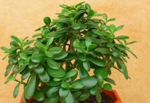 Drvo novca: Kako krasula može doneti pozitivnu energiju i obilje u vaš dom Drvo novca: Kako krasula može doneti pozitivnu energiju i obilje u vaš dom