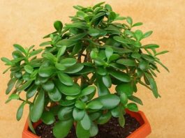 Drvo novca: Kako krasula može doneti pozitivnu energiju i obilje u vaš dom Drvo novca: Kako krasula može doneti pozitivnu energiju i obilje u vaš dom