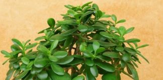 Drvo novca: Kako krasula može doneti pozitivnu energiju i obilje u vaš dom Drvo novca: Kako krasula može doneti pozitivnu energiju i obilje u vaš dom