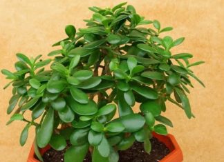 Drvo novca: Kako krasula može doneti pozitivnu energiju i obilje u vaš dom Drvo novca: Kako krasula može doneti pozitivnu energiju i obilje u vaš dom