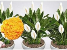 ODMAH JE PROCVJETALA! 1 kašičica za svaki kućni cvijet i bujno cvjetanje je zagarantovano!