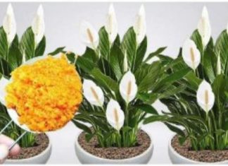 ODMAH JE PROCVJETALA! 1 kašičica za svaki kućni cvijet i bujno cvjetanje je zagarantovano!