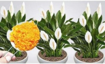 ODMAH JE PROCVJETALA! 1 kašičica za svaki kućni cvijet i bujno cvjetanje je zagarantovano!