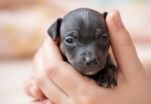 Mislila je da je našla napušteno štene — ali to uopšte nije bilo štene. Nakon godinu dana bila je u šoku kad je videla u šta se to pretvorilo… 😲 Detalji 👇