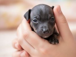 Mislila je da je našla napušteno štene — ali to uopšte nije bilo štene. Nakon godinu dana bila je u šoku kad je videla u šta se to pretvorilo… 😲 Detalji 👇