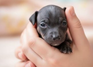 Mislila je da je našla napušteno štene — ali to uopšte nije bilo štene. Nakon godinu dana bila je u šoku kad je videla u šta se to pretvorilo… 😲 Detalji 👇