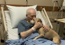 Dozvolili su njegovom psu da se oprosti — nekoliko sati kasnije, medicinska sestra je otvorila vrata… i ispustila sve dokumente.