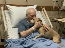 Dozvolili su njegovom psu da se oprosti — nekoliko sati kasnije, medicinska sestra je otvorila vrata… i ispustila sve dokumente.