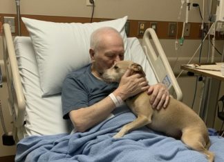 Dozvolili su njegovom psu da se oprosti — nekoliko sati kasnije, medicinska sestra je otvorila vrata… i ispustila sve dokumente.