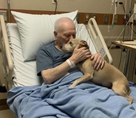 Dozvolili su njegovom psu da se oprosti — nekoliko sati kasnije, medicinska sestra je otvorila vrata… i ispustila sve dokumente.