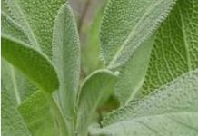 Bog se brine za sve: Ovo je jedna od najljekovitijih biljaka na svijetu, a mi to i ne primjećujemo!