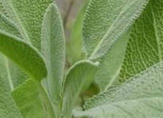 Bog se brine za sve: Ovo je jedna od najljekovitijih biljaka na svijetu, a mi to i ne primjećujemo!