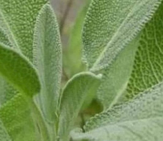 Bog se brine za sve: Ovo je jedna od najljekovitijih biljaka na svijetu, a mi to i ne primjećujemo!